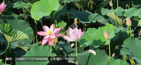 荷花滿堂