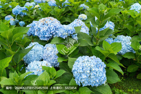 繡球花