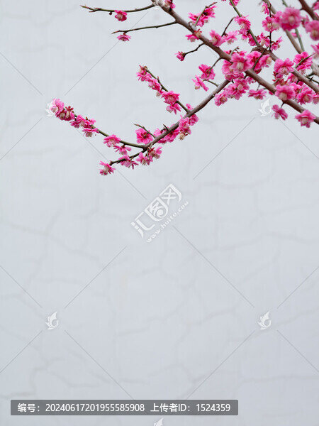 唯美梅花