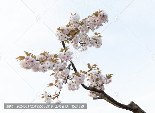 仰拍櫻花花朵