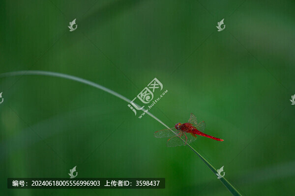 綠色背景前的紅蜻蜓