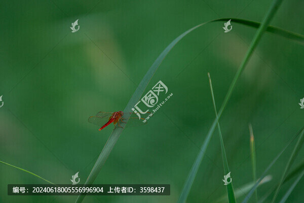 綠色背景前的紅蜻蜓