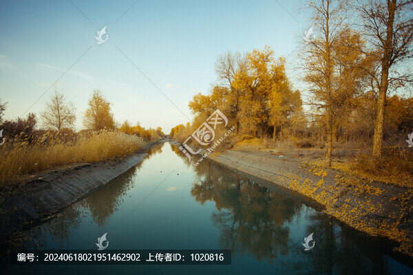 胡楊林