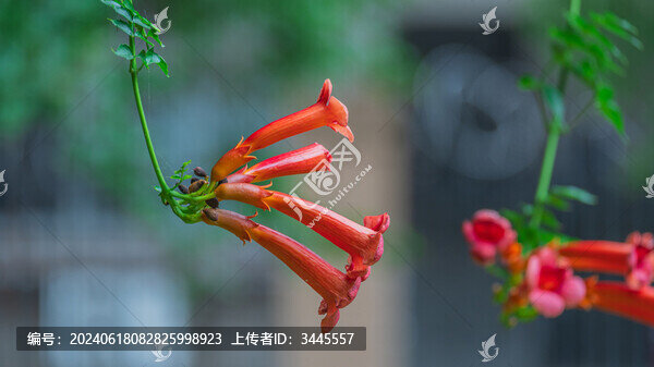 盛開(kāi)的凌霄花