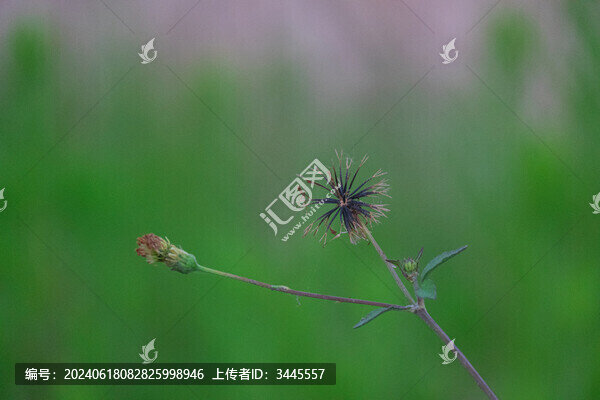 鬼針草