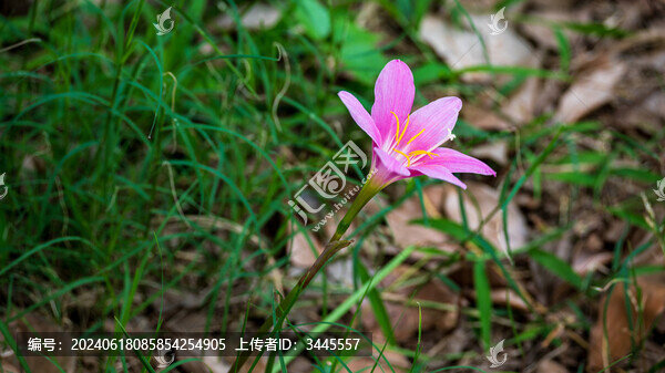 韭蓮花