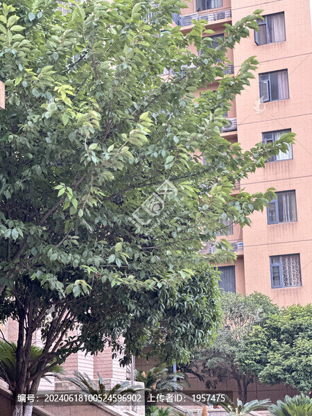 樹葉