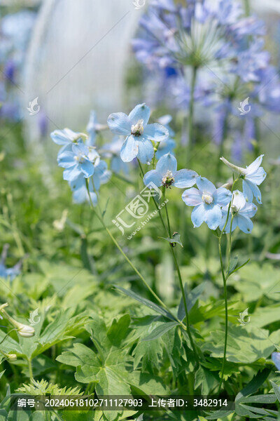翠雀花