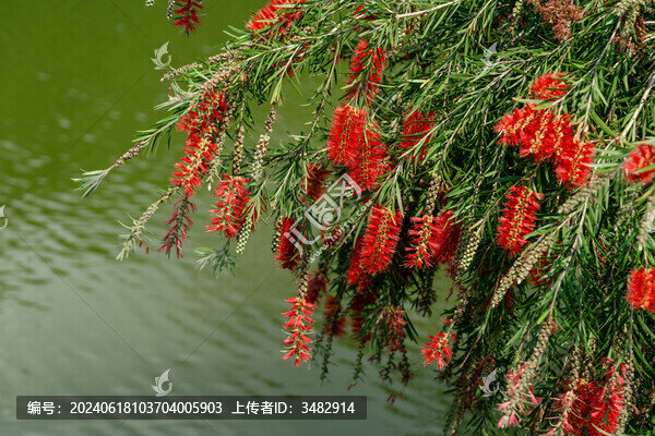 串錢柳