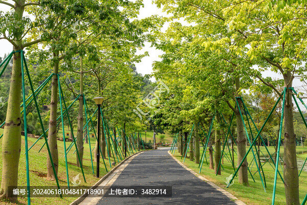 公園的林蔭小道