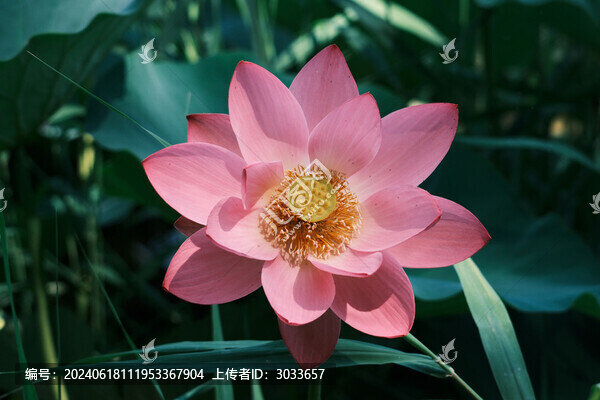 荷花