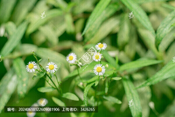 白色開花植物一年蓬