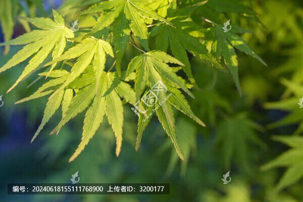 陽光綠葉背景