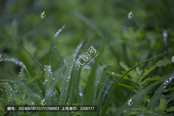 綠葉露珠背景圖