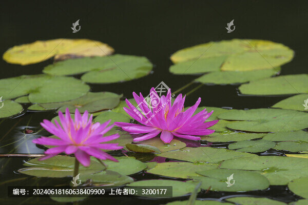 粉色水蓮花