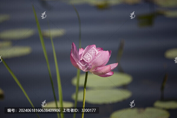 荷花高清圖