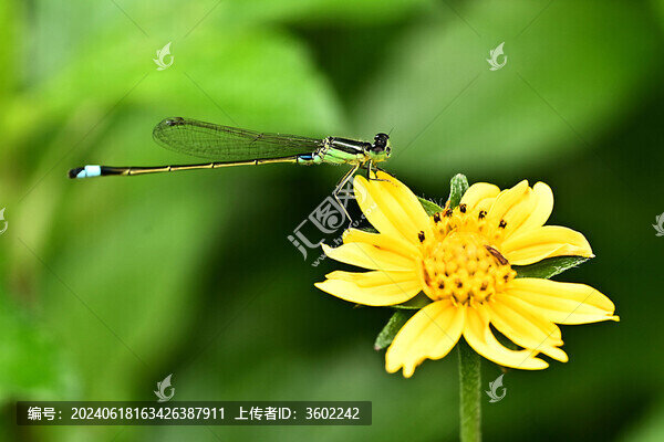 蜻蜓與金雞菊