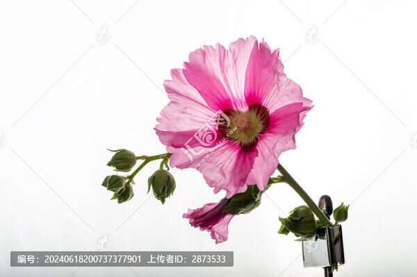 粉色蜀葵花
