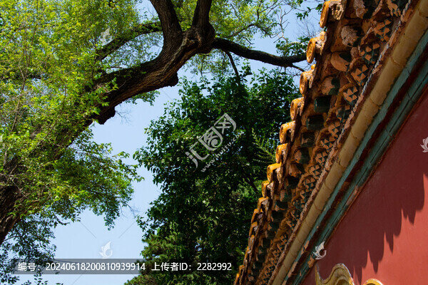 夏天綠色與歷史紅墻