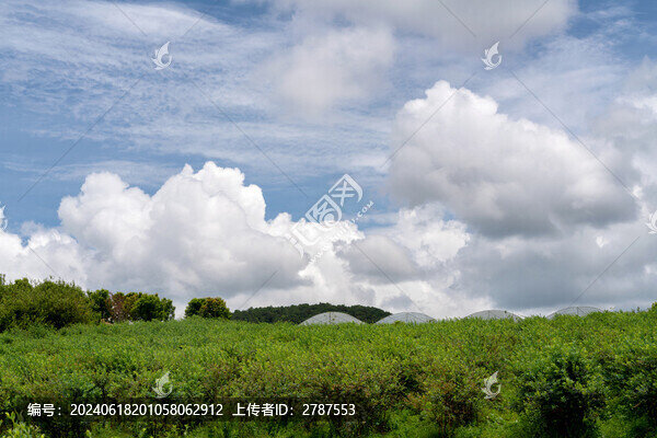 藍莓種植園