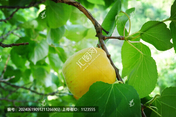 杏樹