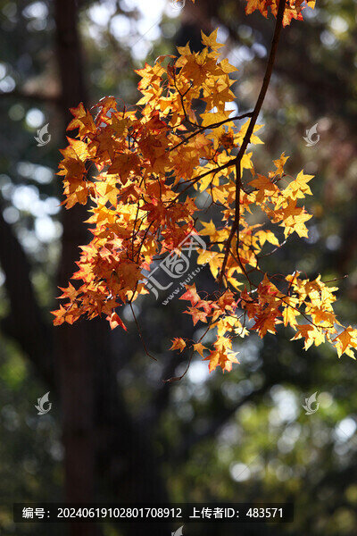 紅葉