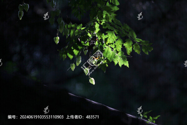 欒樹
