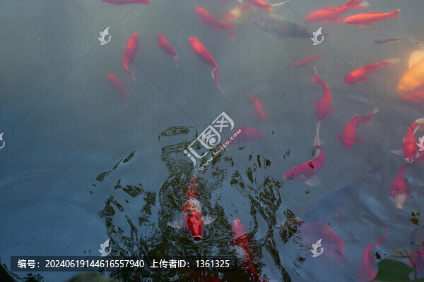 池塘里的鯉魚