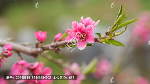 桃花