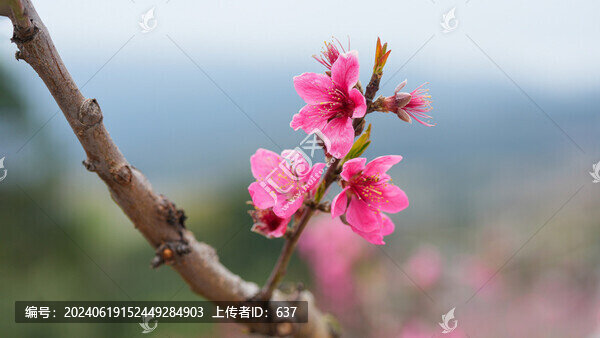桃花