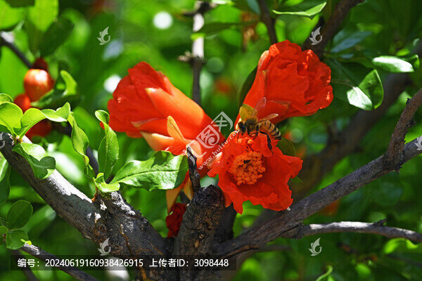 石榴花