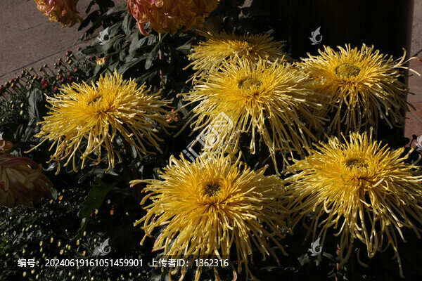 金絲皇菊
