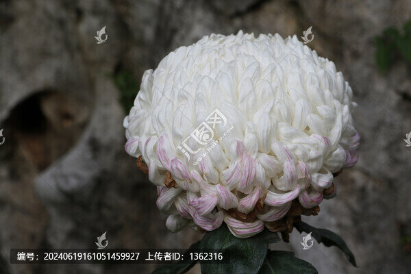 盛開的菊花