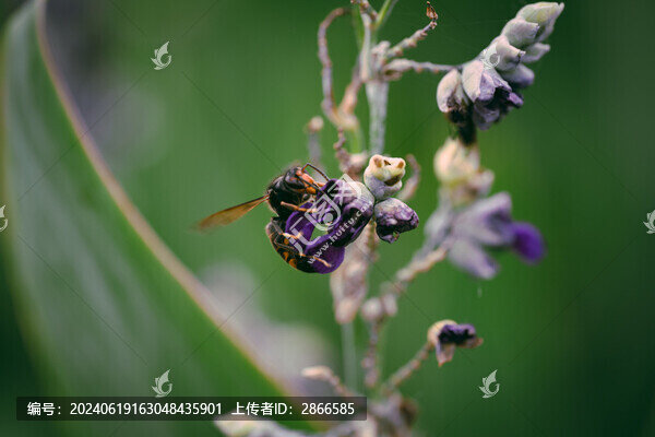 鮮花舞者