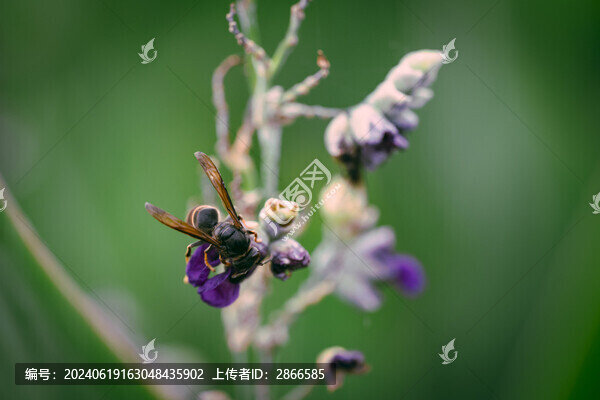 鮮花舞者