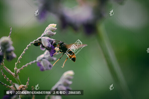 鮮花舞者
