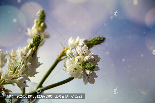 瓶插鮮花