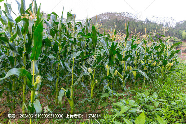 玉米地