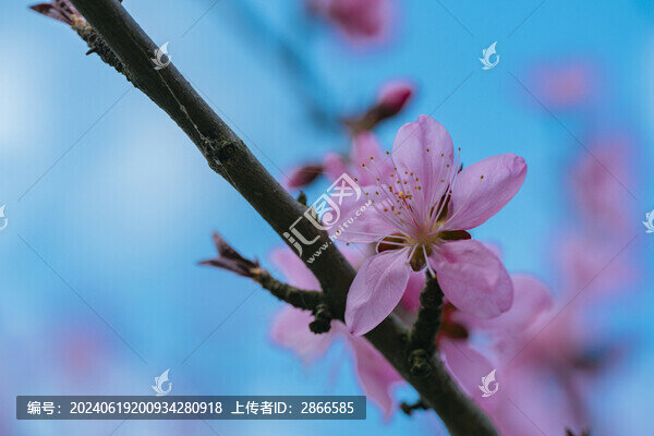 桃花
