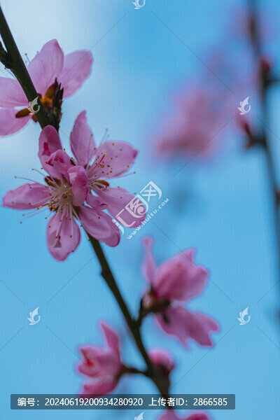 桃花