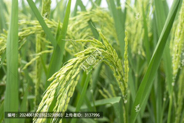水稻種植