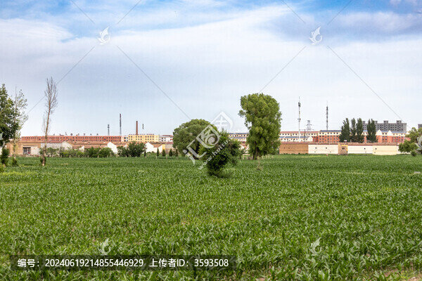 農(nóng)村莊稼地玉米地