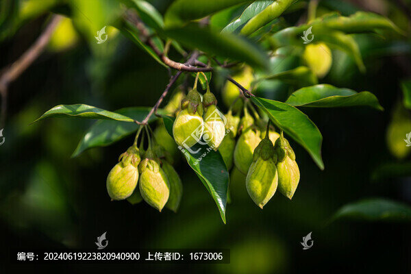 沉香果