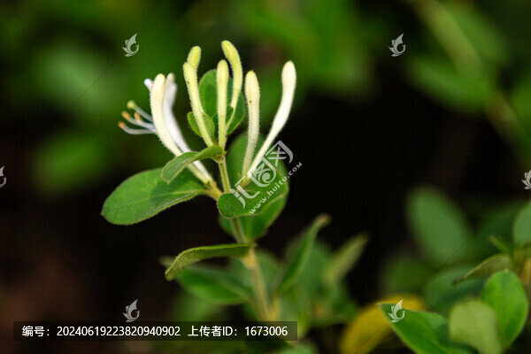 金銀花