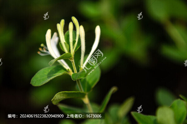 金銀花
