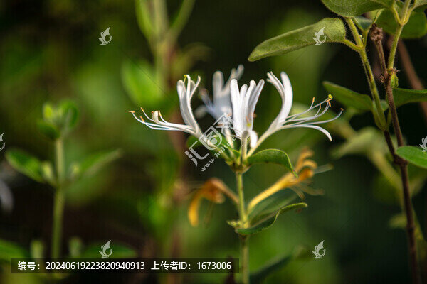 金銀花