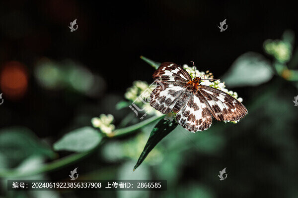 蝴蝶