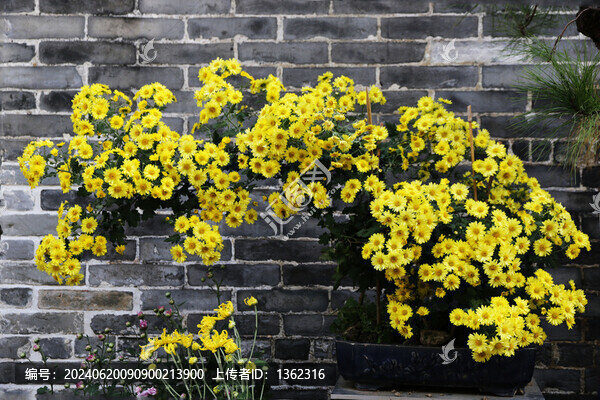 一樹小雛菊