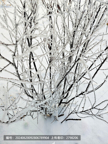 冰雪中的枝條小灌木
