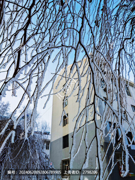 住宅樓前晶瑩靈動(dòng)的冰雪枝條